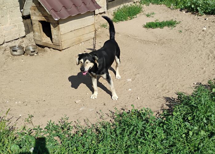 Grajewo ogłoszenia: Oddam psa do pilnowania podwórka.