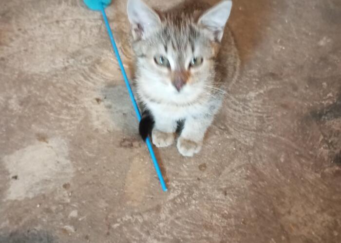 Grajewo ogłoszenia: Oddam kociaki.