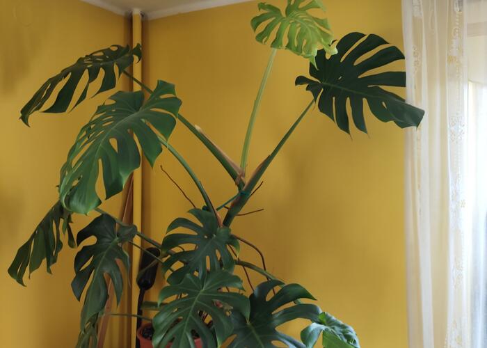 Grajewo ogłoszenia: Monstera deliciosa ? duża, zdrowa roślina doniczkowa
Na...